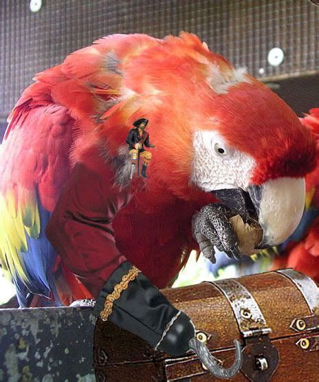 Pirate Parrot Parrot Parrot Head Pirate Parrot