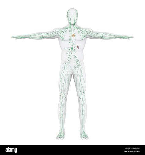 Human Lymphatic System Illustration Stock Photo Alamy