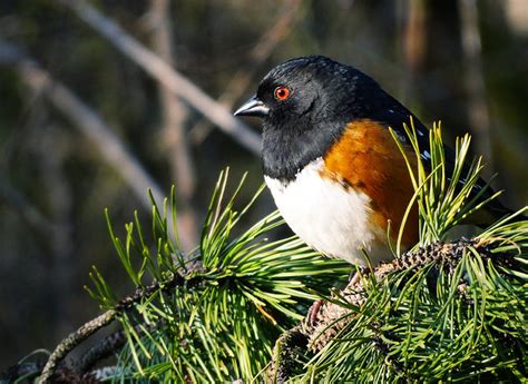 Spotted Towhee Flickr Photo Sharing