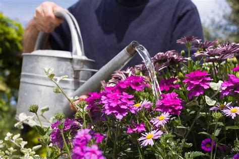 How To Water Your Plants Bbc Gardeners World Magazine