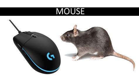 Mouse Types Of Computer Mouse Computer Fundamentals Computer