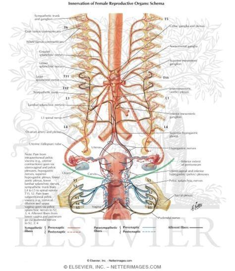 Innervation Of Female Reproductive Organs Schema