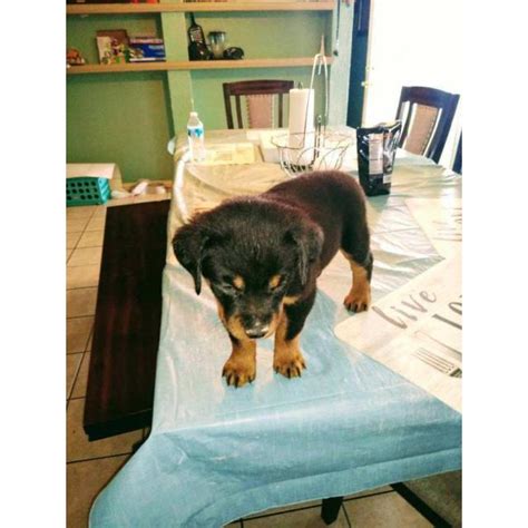 Check spelling or type a new query. 8 week old male Rottweiler puppy in Amarillo, Texas ...