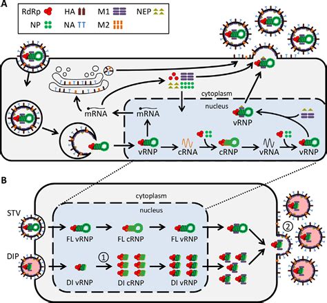 Dynamics Of Influenza A Virus Defective Interfering Particle