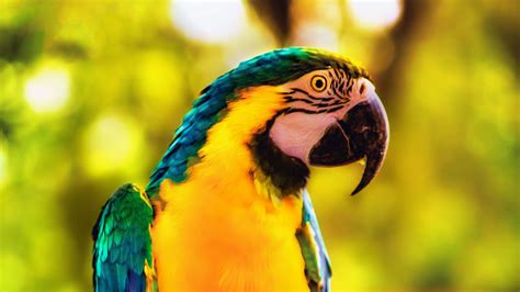 Macaw Parrot Bird Bright Branch 4k Hd Wallpapers Hd Wallpapers Id