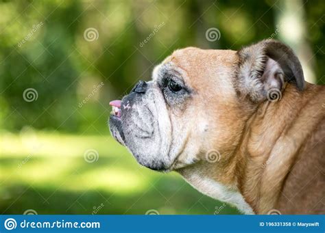 Profile Of An English Bulldog With An Underbite Stock Photo Image Of