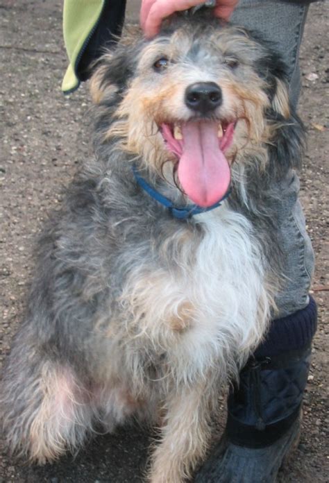 Bear 5 Year Old Male Bearded Collie Cross Available For Adoption