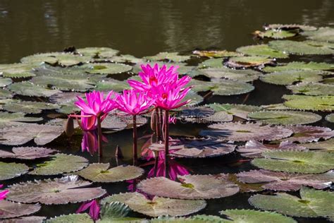 Water Lilies On A Pond Stock Image Image Of Pink Beauty 110791379
