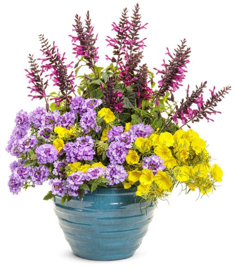 21 Full Sun Annuals For Pots And Window Boxes Proven Winners