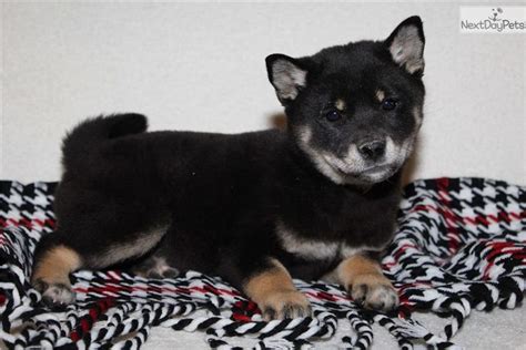 Meet Dally A Cute Shiba Inu Puppy For Sale For 800 Dally Shiba Inu