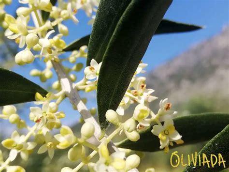 A Closer Look Olive Tree Flowers Oliviada
