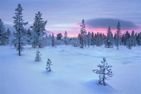 Taiga Forest Arctic Finland Photograph By Simon J Byrne Fine Art America