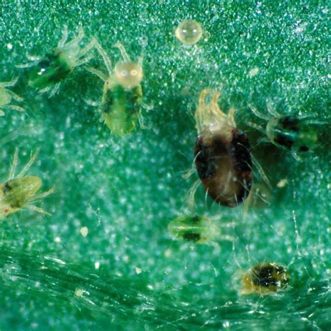 Spider Mite Control Harrod Horticultural UK