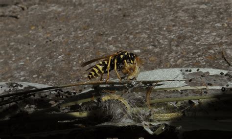 What Are Wasps Good For Pests Banned