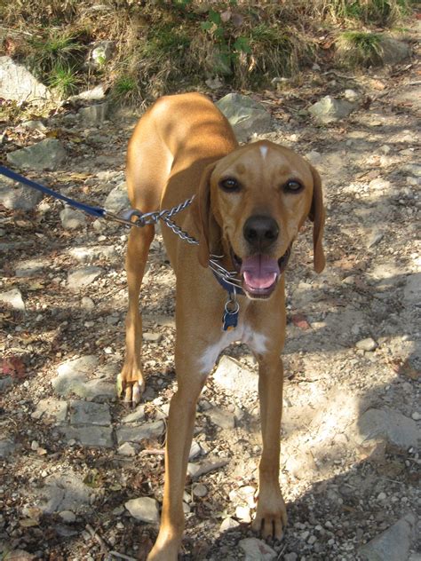 Loyal, energetic, and affectionate, these pups inherited some of the best. redbone coonhound photo | Cute Redbone Coonhound dog photo ...