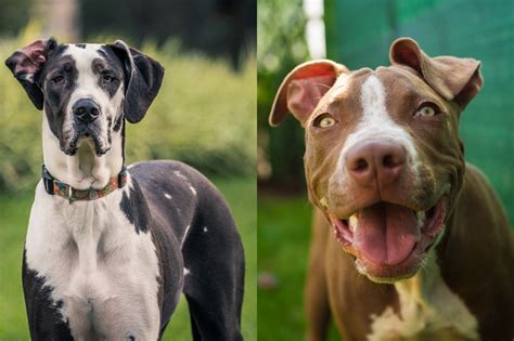 Great Dane Pitbull Mix Breed All You Need To Know Petshoper