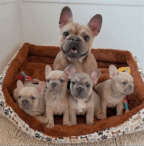 How Many Puppies Do French Bulldogs Have