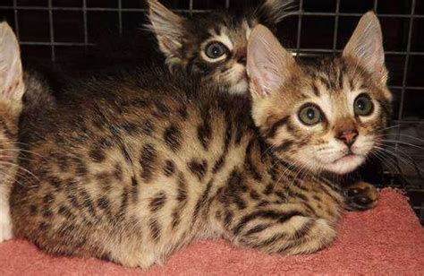 Do not judge a cat with its coat. healthy bengal kittens available FOR SALE ADOPTION from ...