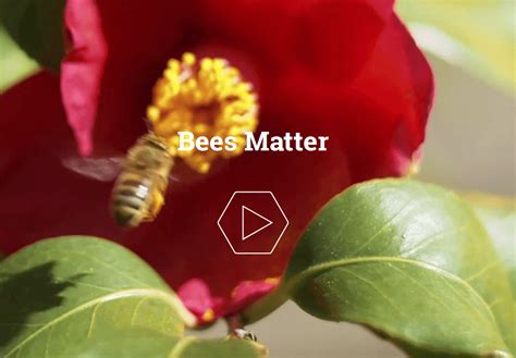 It's bare the nectar and pollen which the honeybees need for develop colony and for honey too. Bees Matter Canada: FREE Bee Friendly Garden Flower Seeds ...
