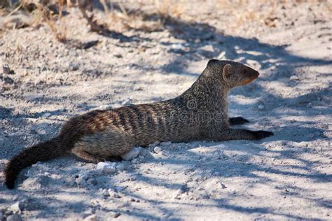 Banded Mongoose Stock Photo Image Of Wildlife Etosha 25963044