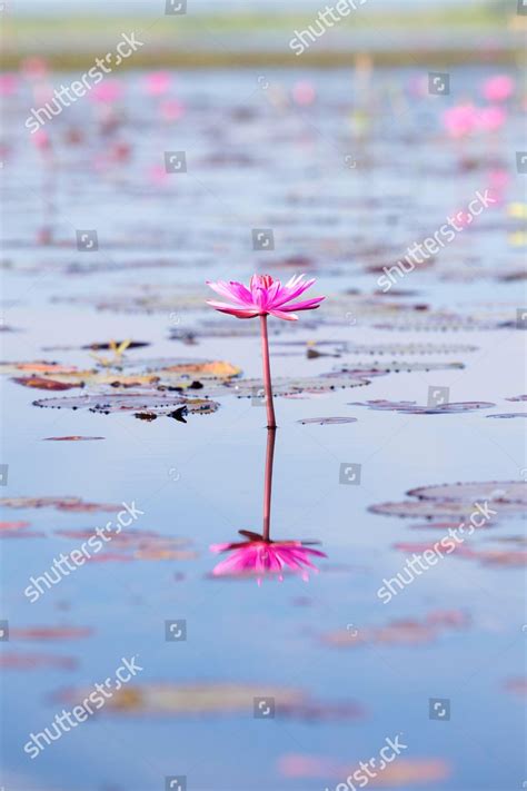 Lotus Flowers On Thale Noi Lake Editorial Stock Photo Stock Image
