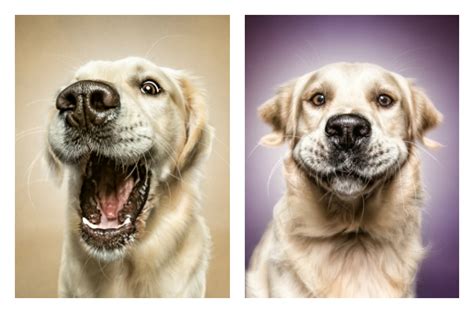 Stunning Photos Captures Dogs Pre Catch Treat Face