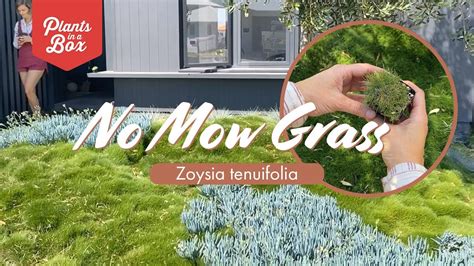Zoysia grass installation is for every person that wants a perfect lawn who needs to get rid of dirt patches or thin grass, but can't find a grass type that actually works in both sun and shade and looks amazing. How to grow Zoysia 'No mow grass' | Zoysia tenuifolia | What to use me for? - YouTube