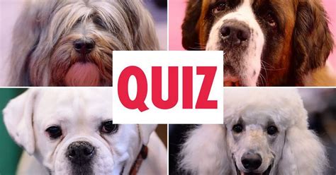 Dog Breeds Quiz Uk Dogjullle