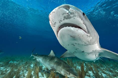 20 Facts You Didnt Know About Tiger Sharks Passport Ocean