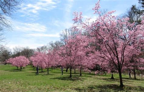 Wanderer Cherry Blossom Branch Brook Park Newark Nj