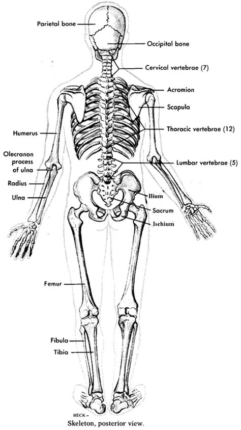 If you have ever seen a real skeleton in a science class or museum. Skeletal System - Cheyenne Noelle Holbrook
