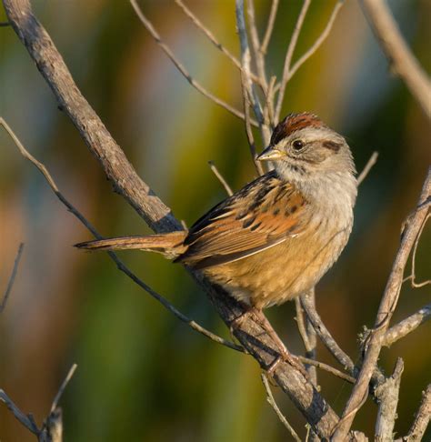 Swamp Sparrow Audubon Field Guide