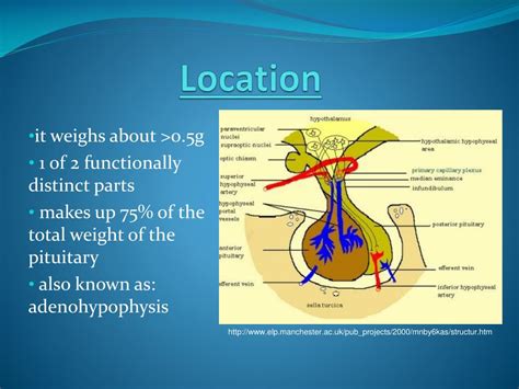 Ppt The Anterior Pituitary Gland Powerpoint Presentation Free