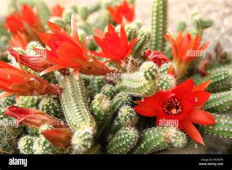 Echinopsis Chamaecereus Peanut Cactus In Bloom Stock Photo Alamy