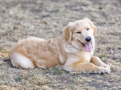 Golden Retriever Puppy Male Sitting And Looking At Camera Stock Photo