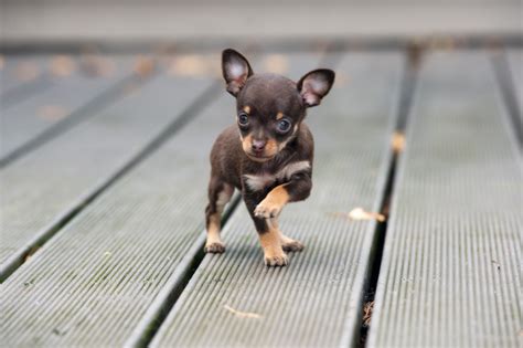 Your kid's eating habits will change a lot within the first three years. Teacup Puppies - Best Teacup Dogs - What Is A Teacup Dog?