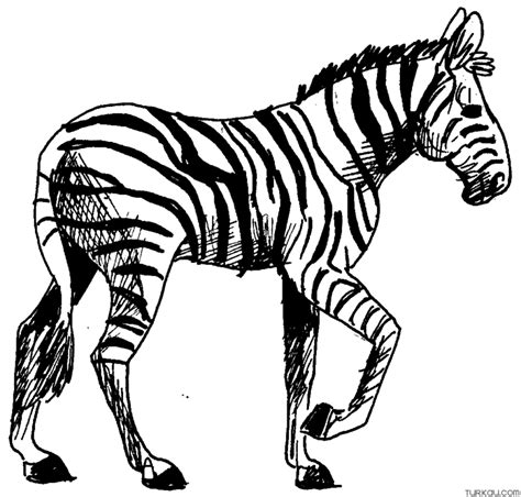 Wild Animal Zebra Coloring Page Turkau