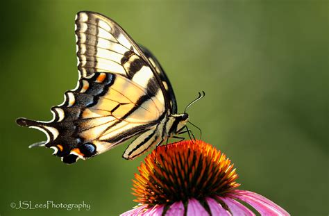 Eastern Tiger Swallowtail Dundas Ontario Sep 2016 Flickr