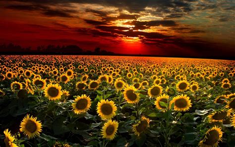 Sunset Over Sunflowers Field Photo And Desktop Wallpaper Sunflower