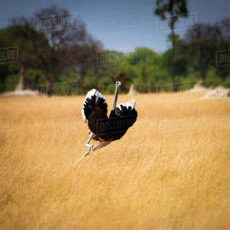 Male Ostrich Running In Grass Leaning To Right Stock Photo Dissolve