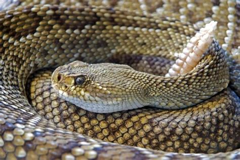 14 Fascinating Facts About Rattlesnakes For Kids 2023 Updated