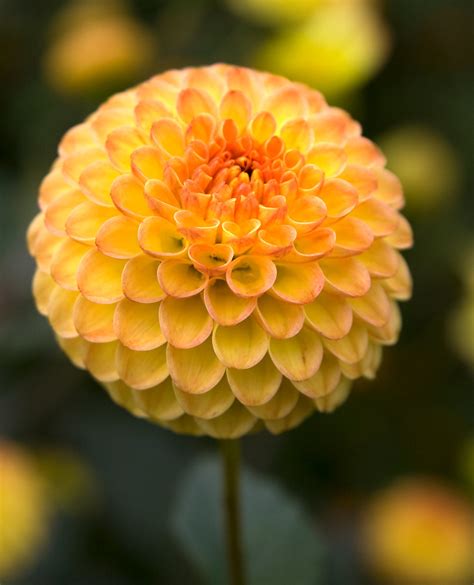 Yellow Pom Pom Dahlia © All Rights Reserved Clumber Park W Flickr