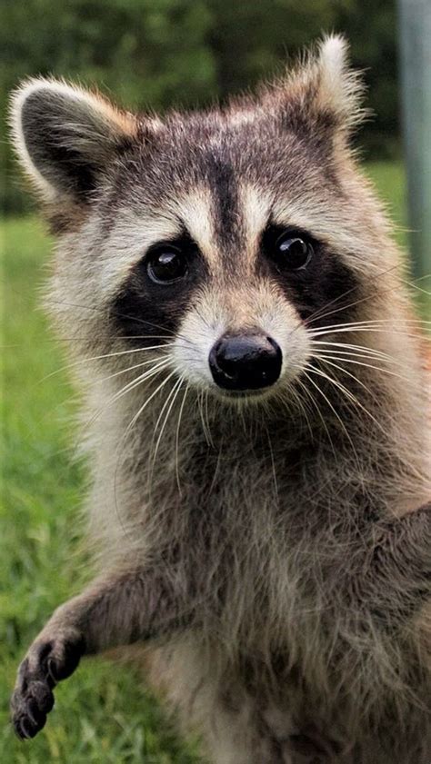Pin By Mariah Hurd On Raccoon Cute Raccoon Pet Raccoon Animals