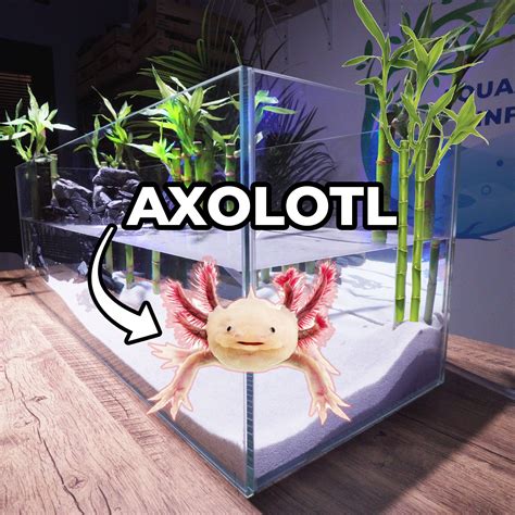 Aquarium Info Making A Lucky Bamboo Axolotl Tank Explained Diy
