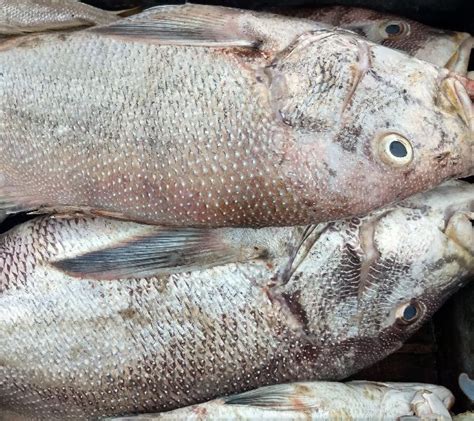 Pearl Spot Fish At Best Price In Visakhapatnam Andhra Pradesh From