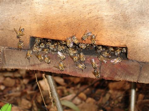 How To Prevent Bees From Absconding Or Leaving Your Hive Dengarden