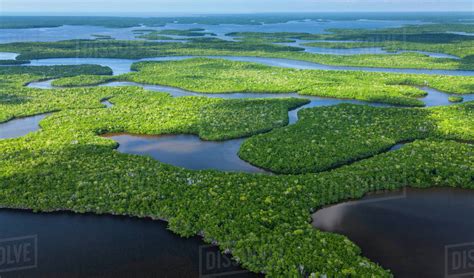 Aerial View Over Subtropical Mangrove Wetlands Of The Everglades