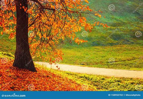 Autumn Sunny Landscape Autumn Trees And Fallem Autumn Leaves On The