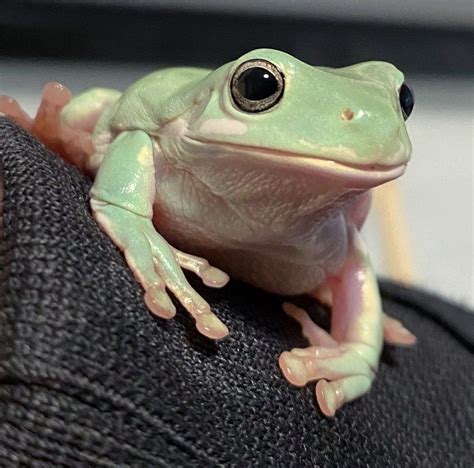 Cute Reptiles Reptiles And Amphibians Dumpy Tree Frog Whites Tree