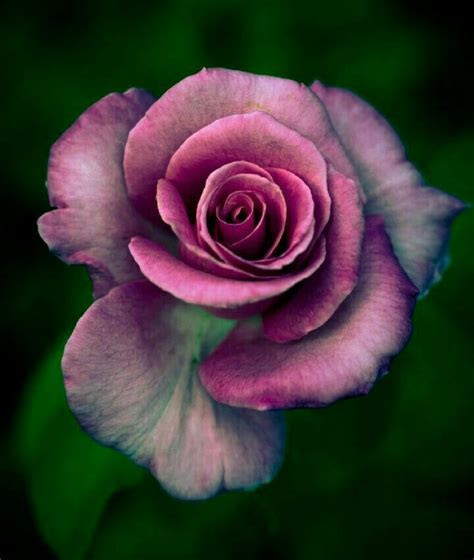 A Stunning Rose Flores Bonitas Semillas De Flores Jardín De Flores